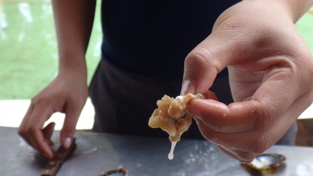Accouchement de l'huitre perlère