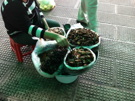 Un petit en-cas: migalles, moineaux, blattes etc.......  BON APPETIT mais sans moi!!!!!!!!